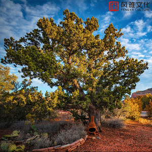 久草福利在线播放
